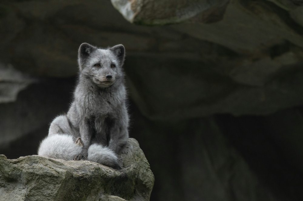 Artic fox on a rock taken with a Nikon D780