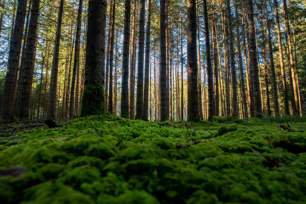 Pine Tree Trunks
